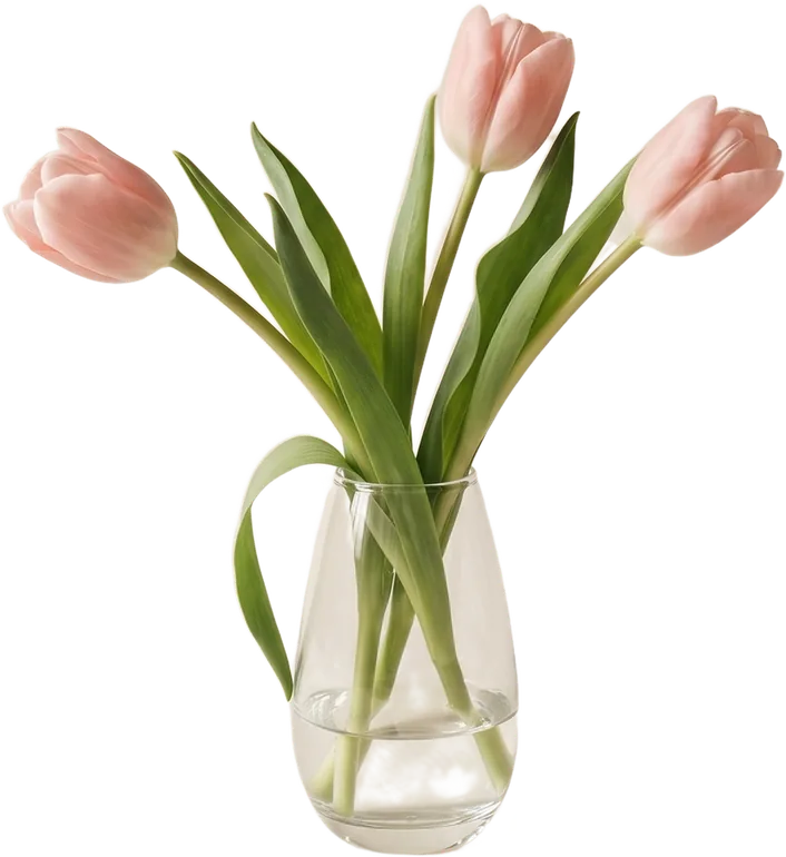 Tulipes roses