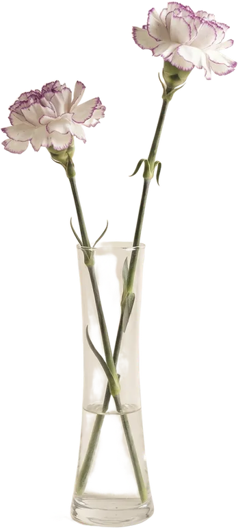 Oeillets blancs