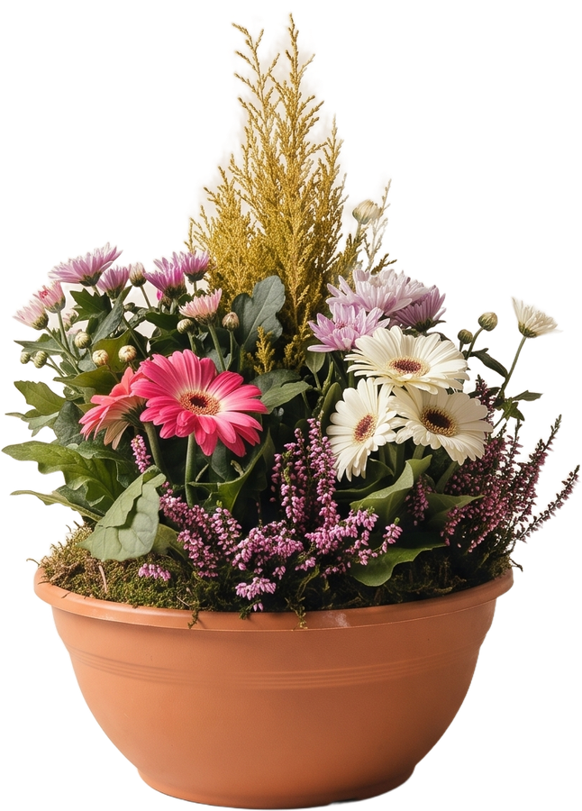 Coupe plantée