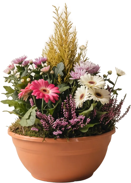 Coupe plantée