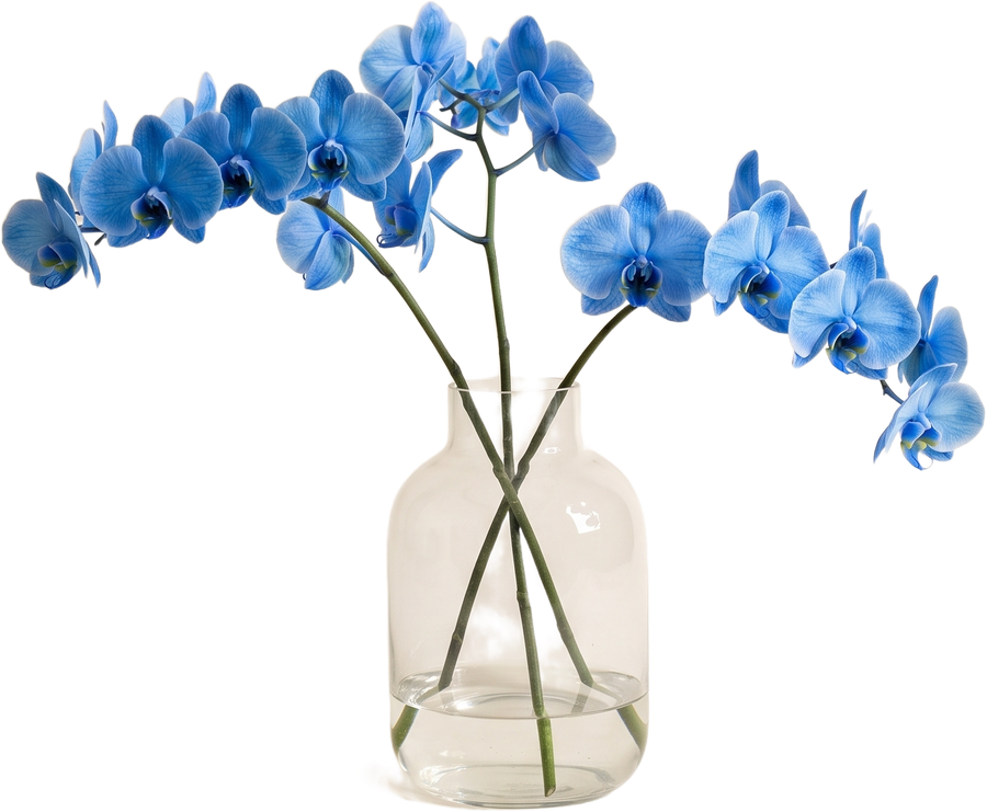 Orchidées bleues