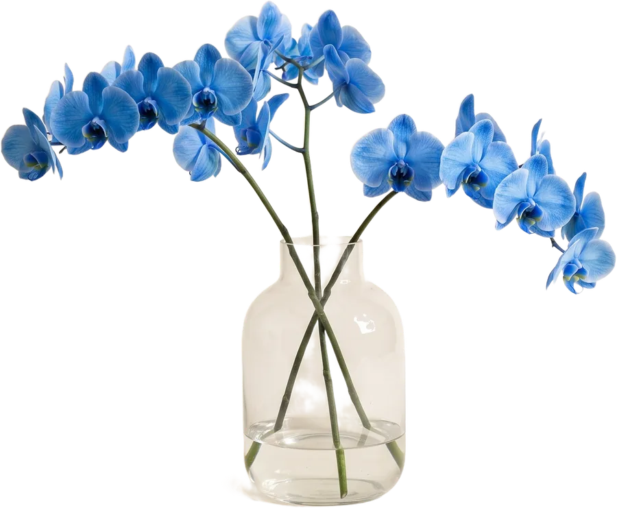 Orchidées bleues